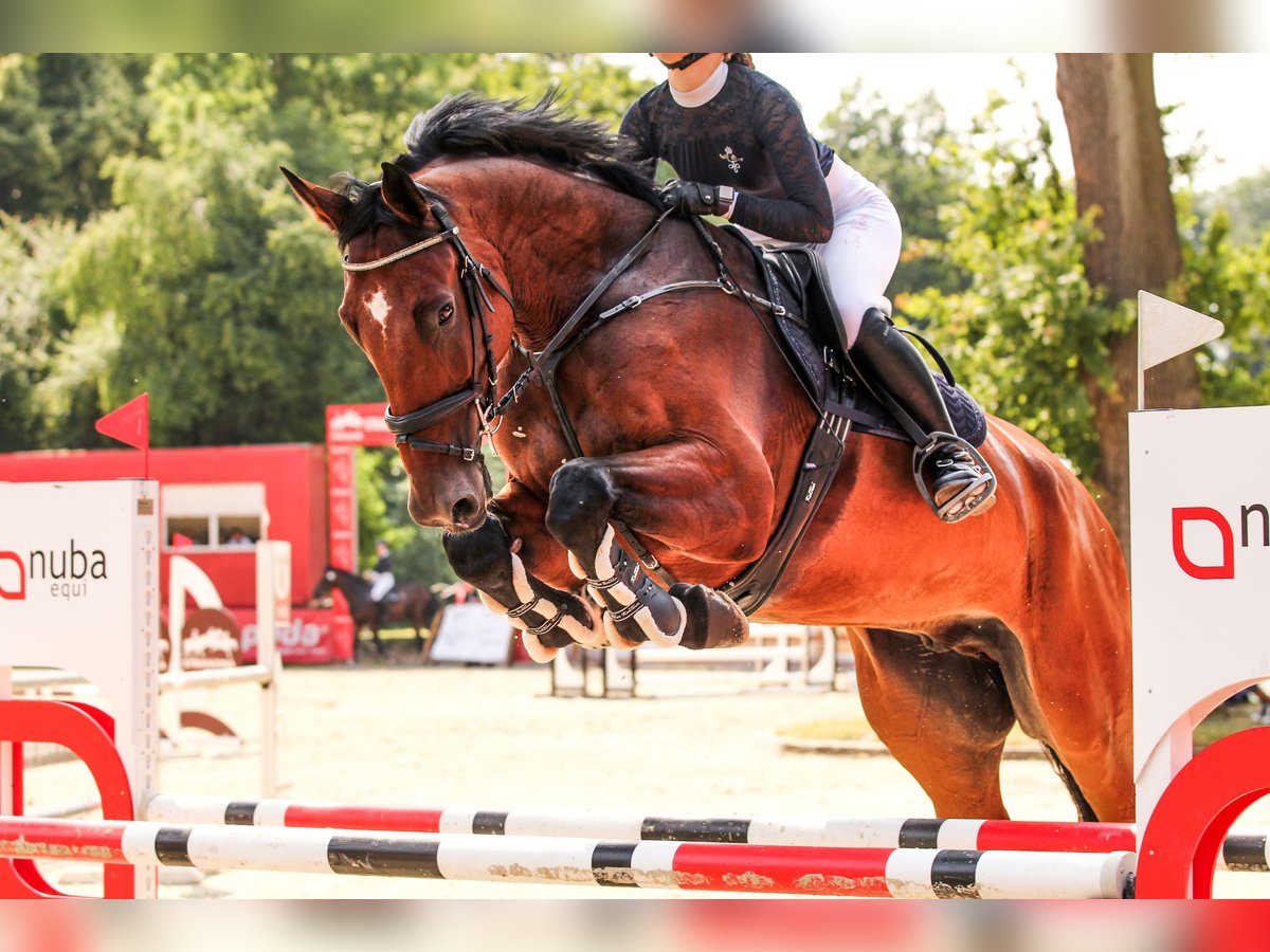 Polish Halfbred Gelding 11 years 17,2 hh Brown in Szklary G&#xF3;rne