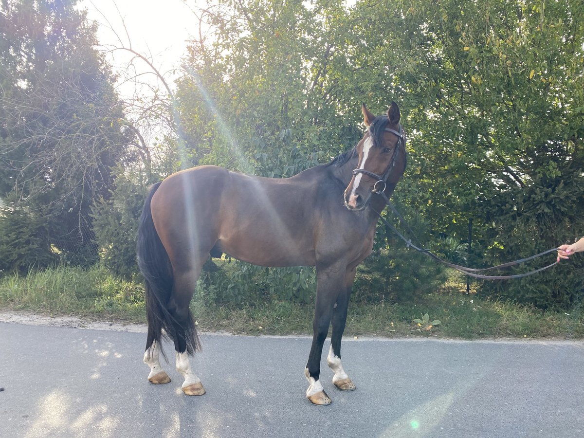 Polish Halfbred Gelding 11 years Brown in Kopanino