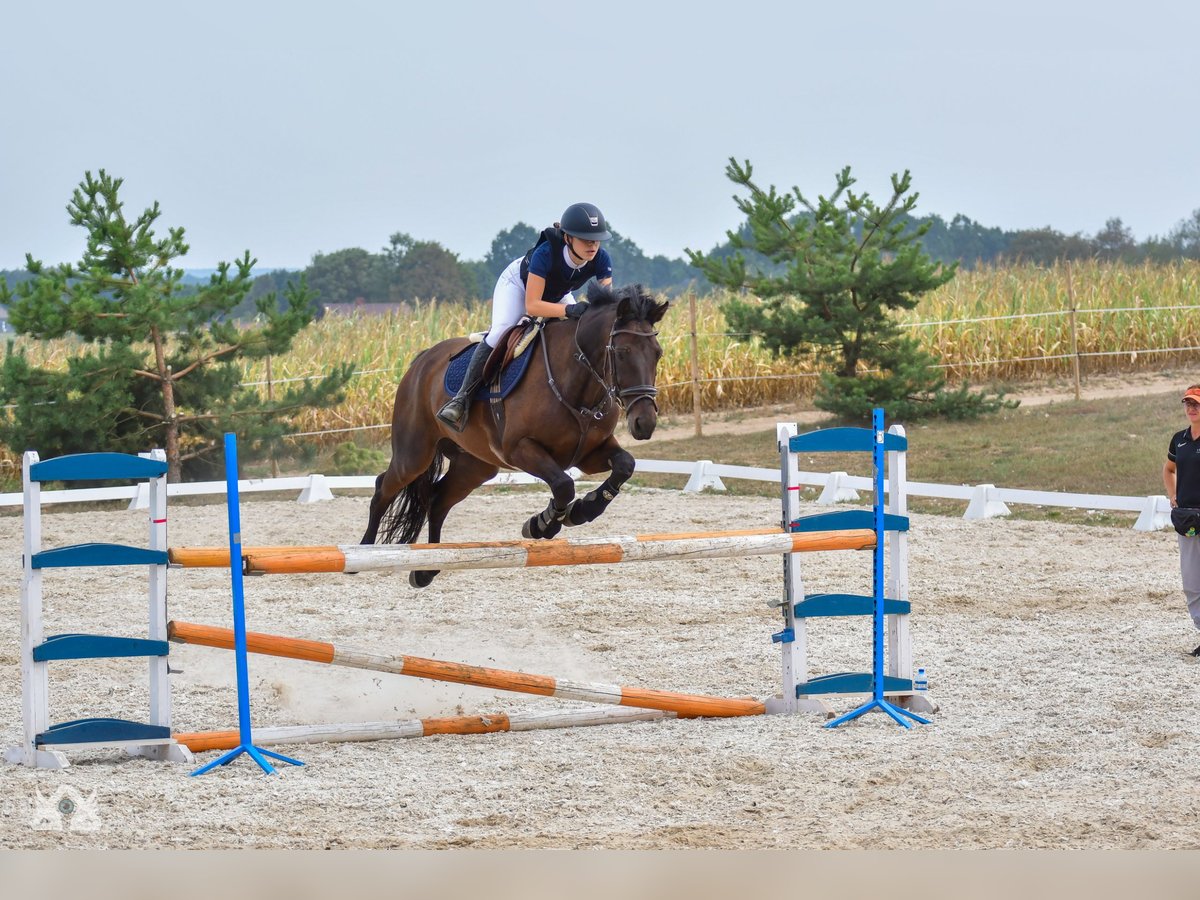 Polish Halfbred Gelding 11 years in Białystok