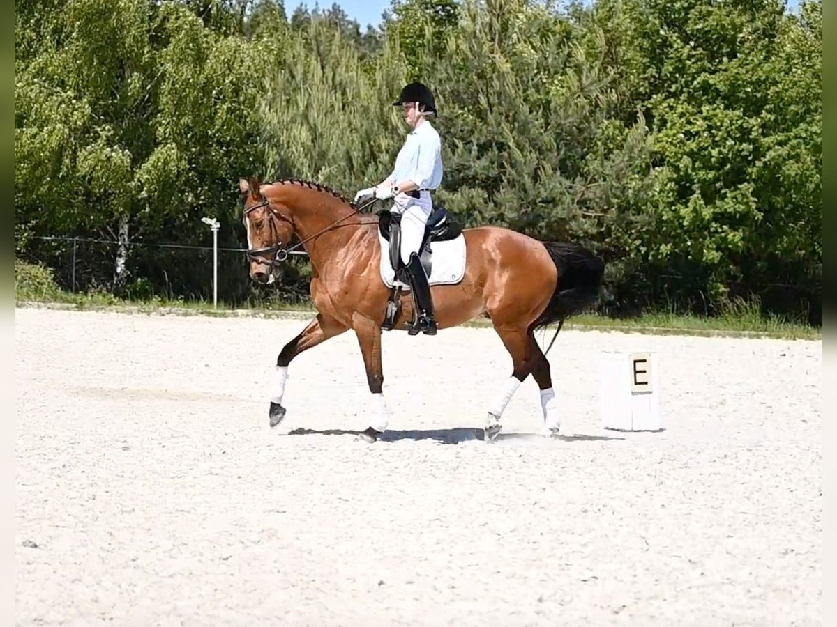 Polish Halfbred Gelding 14 years 16 hh Brown in Zar&#x119;by