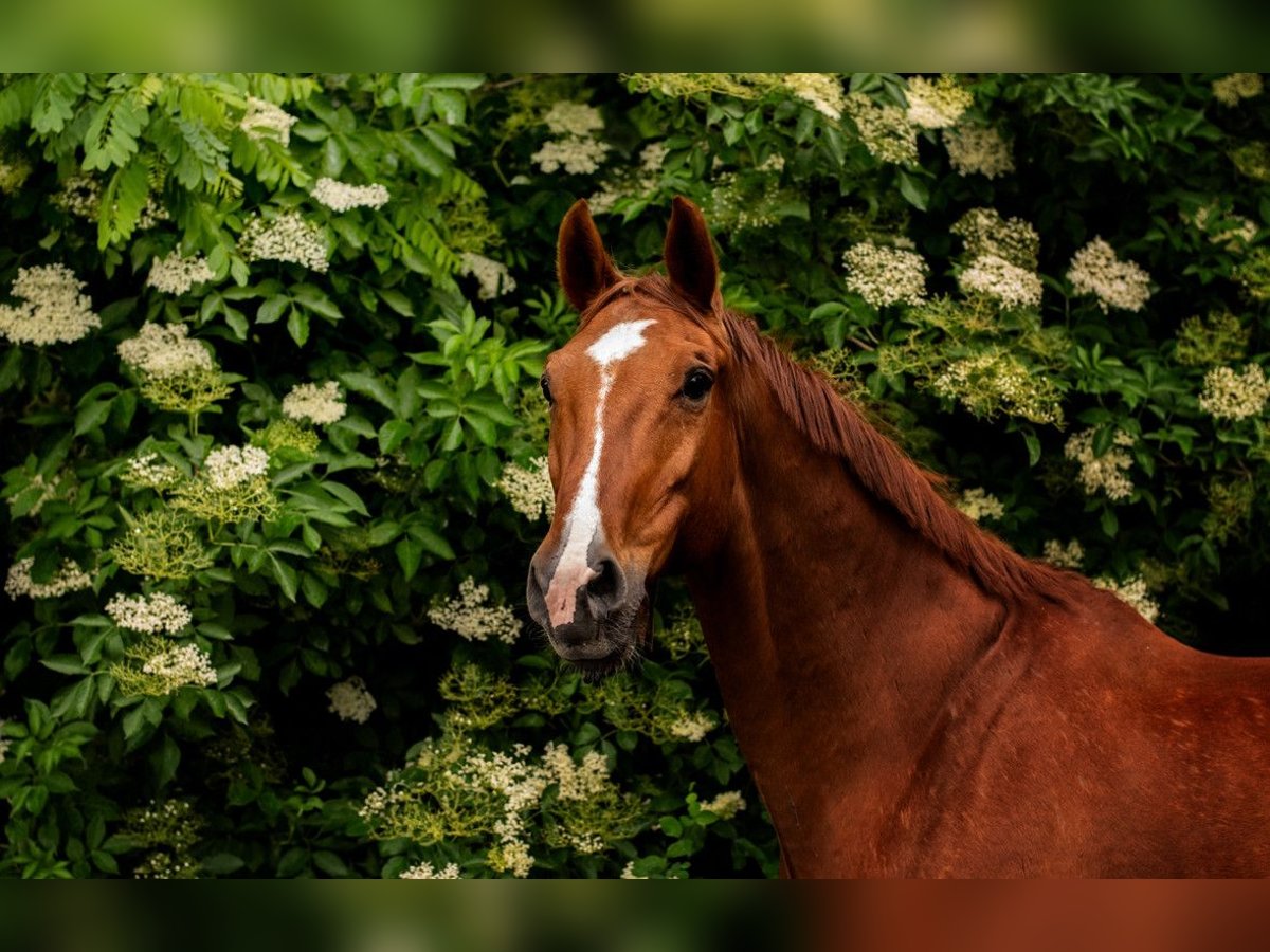 Polish Halfbred Gelding 15 years 16,3 hh Chestnut-Red in Miedzy&#x144;