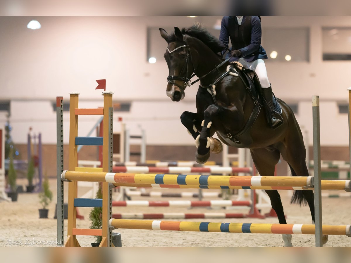 Polish Halfbred Gelding 15 years 17 hh Bay-Dark in Kalisz Polish Halfbred Gelding 15 years 17 hh Bay-Dark in Kalisz