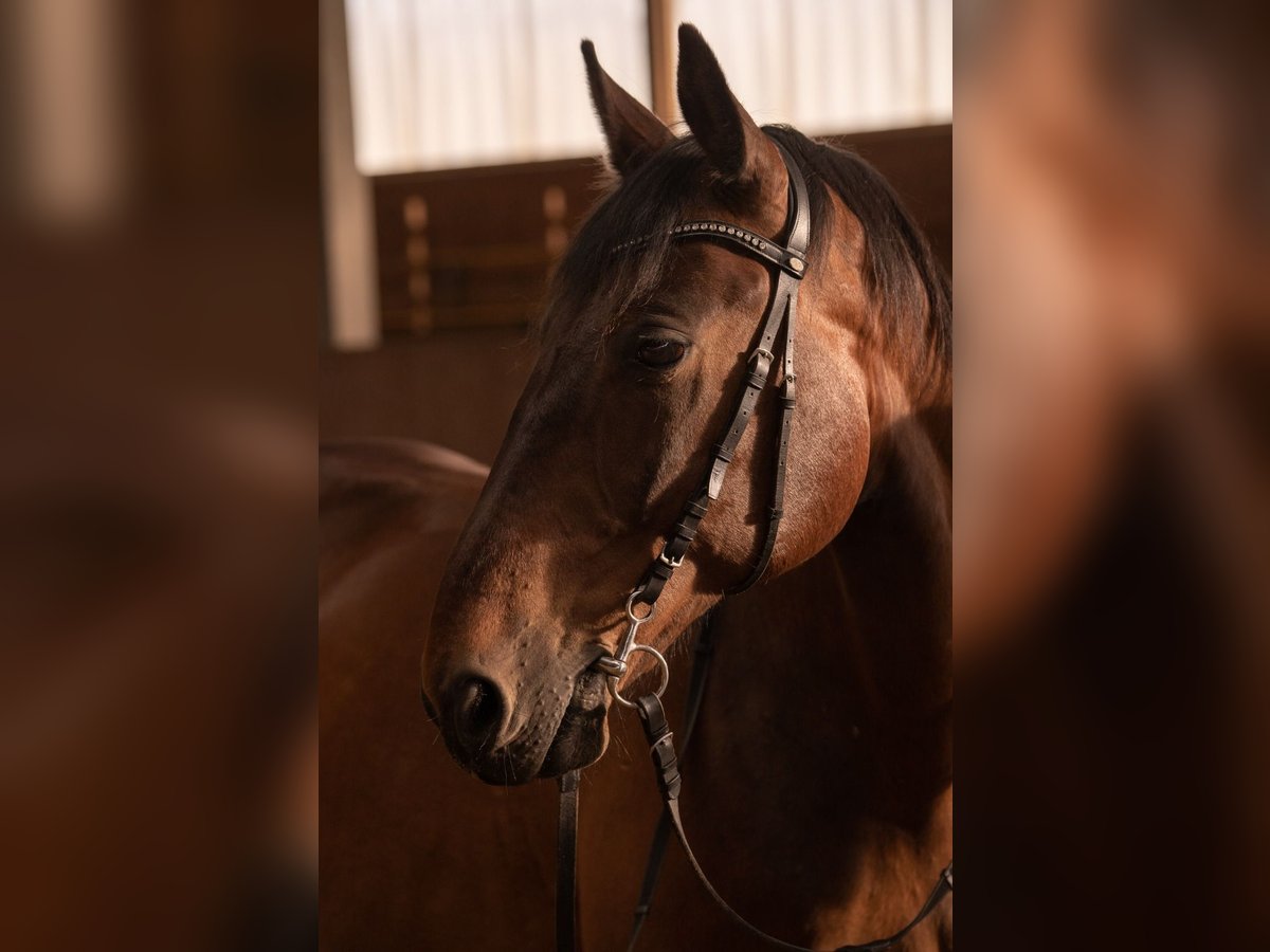 Polish Halfbred Mix Gelding 16 years 16 hh Brown in Neumarkt in der Oberpfalz