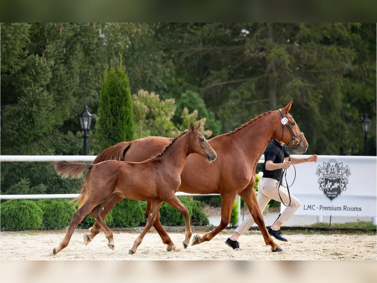 Polish Halfbred Gelding 1 year 17 hh Chestnut-Red in Stegienka