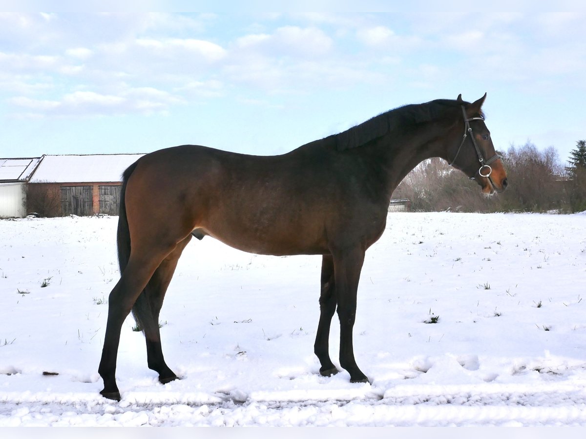 Polish Halfbred Gelding 2 years 16 hh Bay-Dark in Dolsk