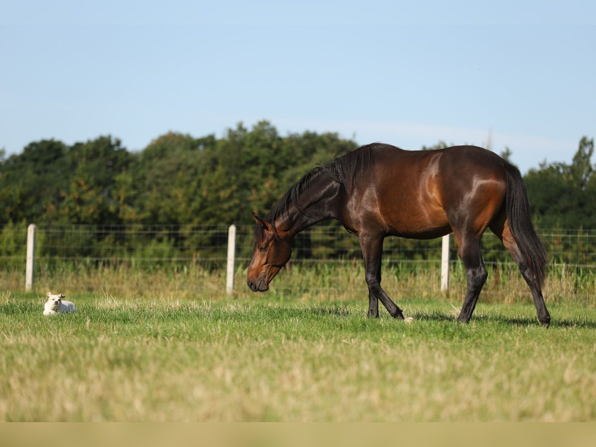 Polish Halfbred Gelding 2 years 16 hh Bay-Dark in Stare Lubiejewo