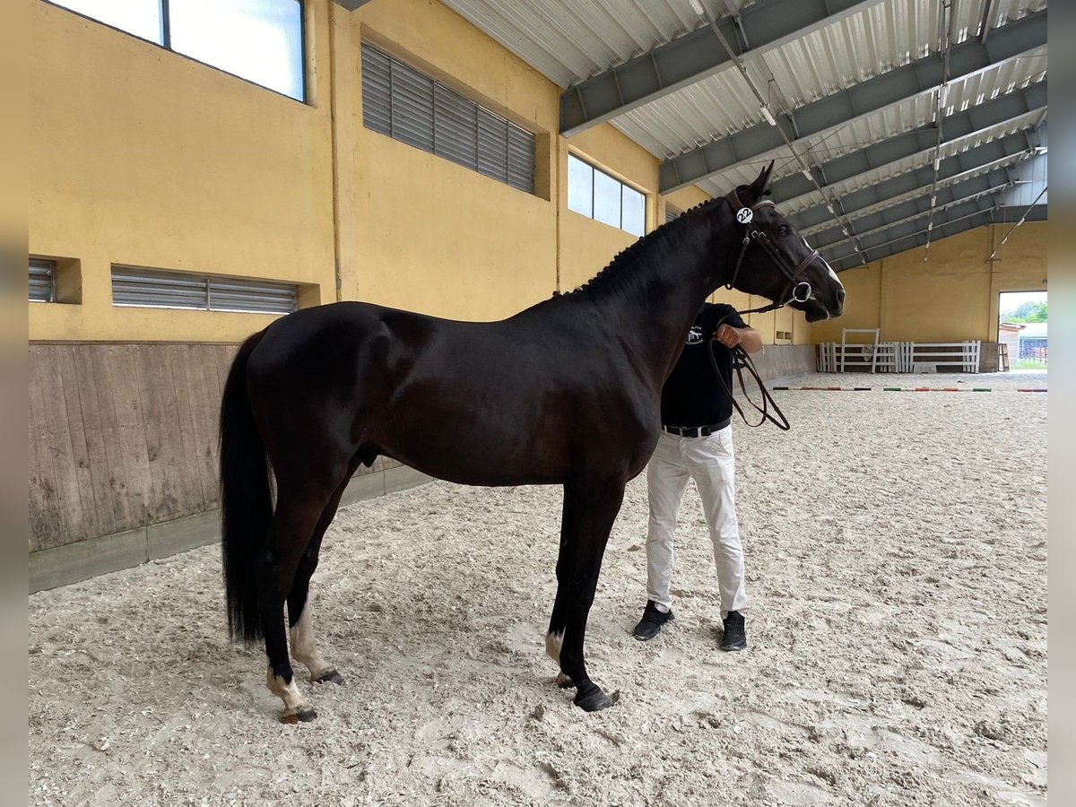 Polish Halfbred Gelding 3 years 16 hh Black in Bralin