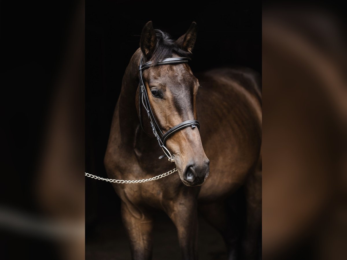 Polish Halfbred Gelding 3 years 16,3 hh Bay in Buk Polish Halfbred Gelding 3 years 16,3 hh Bay in Buk