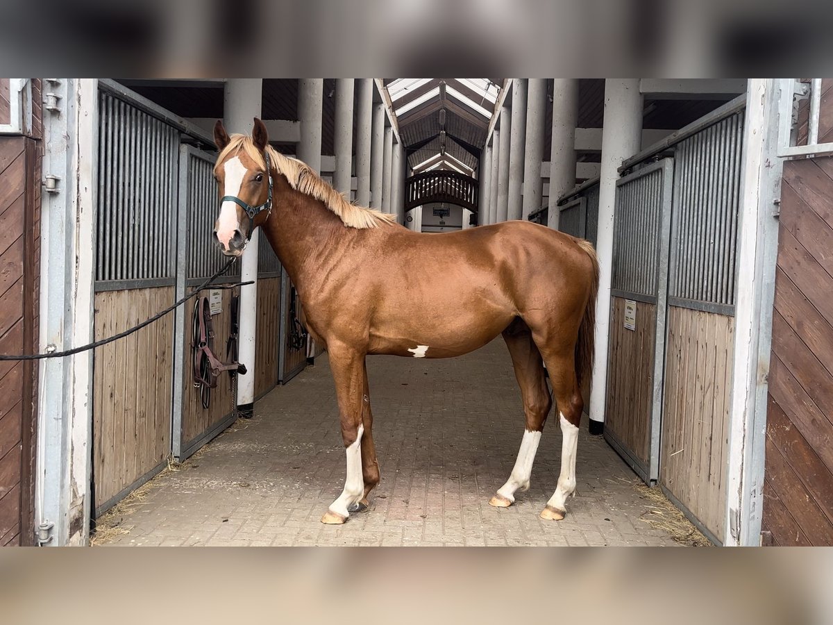 Polish Halfbred Gelding 3 years Chestnut-Red in Strzeszyn