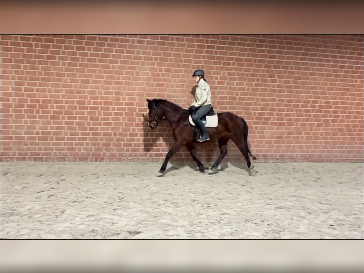 Polish Halfbred Gelding 4 years 15,2 hh Brown in Zierenberg