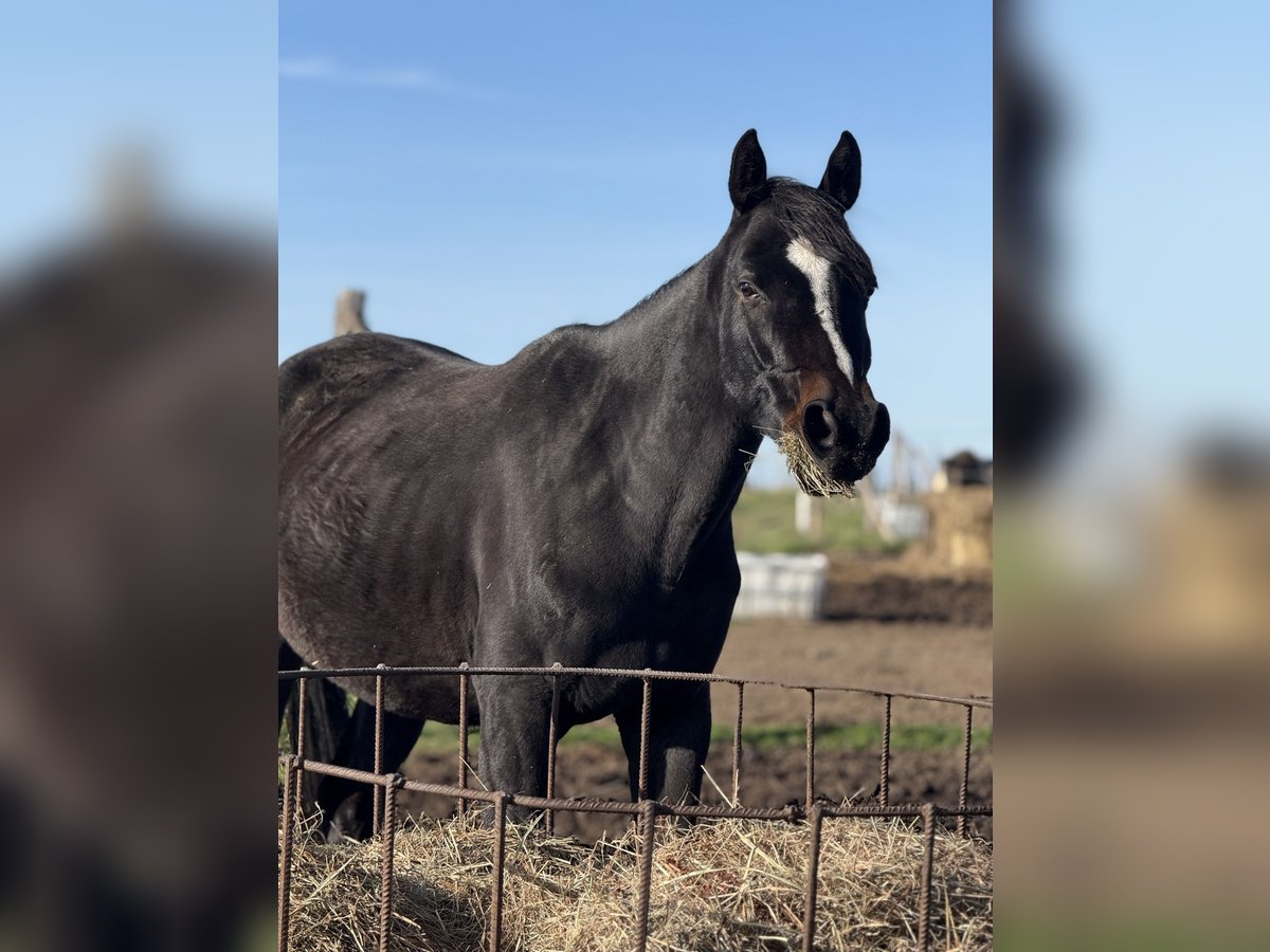 Polish Halfbred Gelding 4 years 15,2 hh Bay-Dark in Seelow