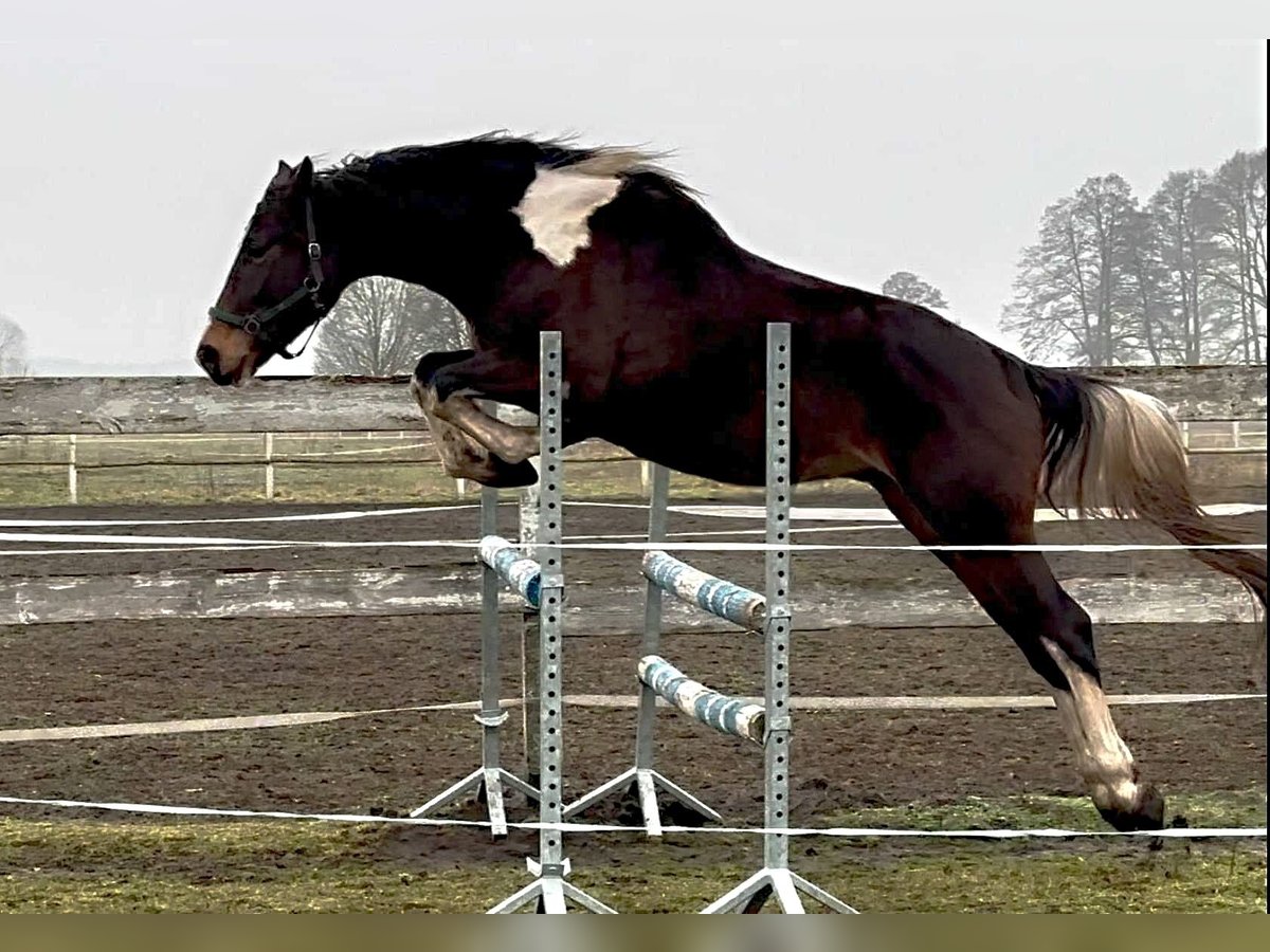 Polish Halfbred Gelding 4 years 16,1 hh Pinto in Santok