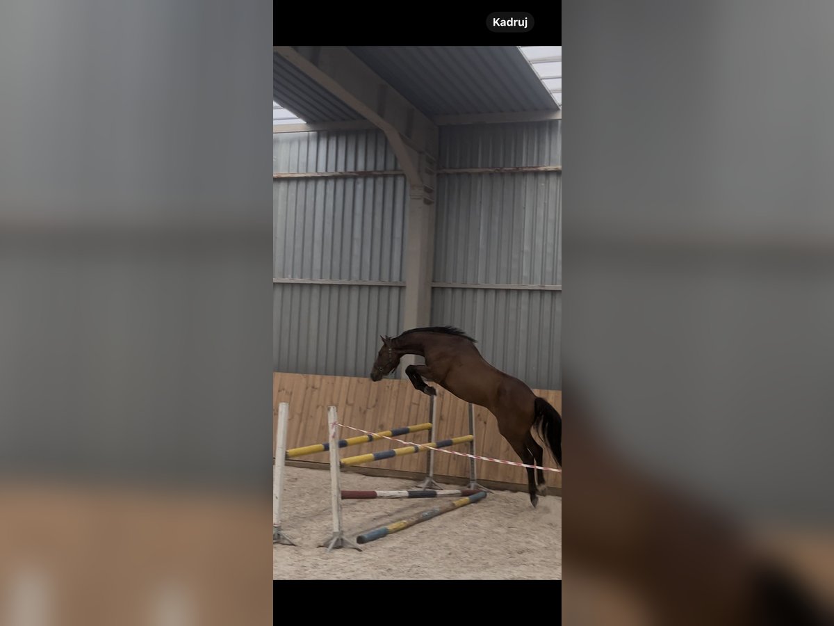 Polish Halfbred Gelding 4 years 16,1 hh Bay in Ro&#x17C;nowo