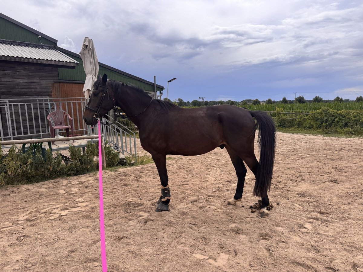 Polish Halfbred Mix Gelding 4 years 16,1 hh Smoky-Black in Wroclaw
