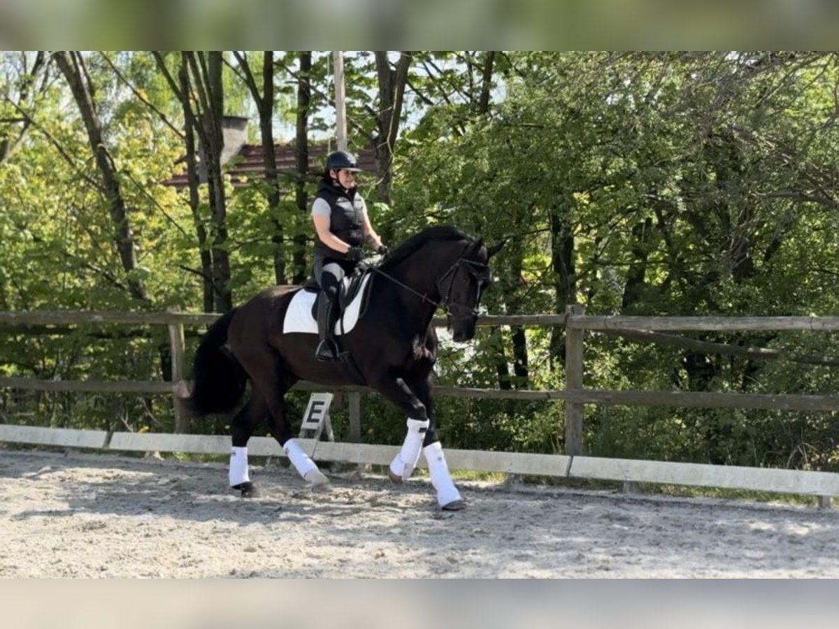 Polish Halfbred Gelding 4 years 16,3 hh Black in Wałbrzych