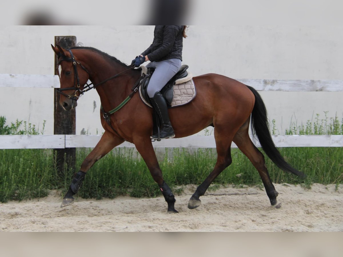 Polish Halfbred Gelding 4 years Bay in Buk&#xF3;w