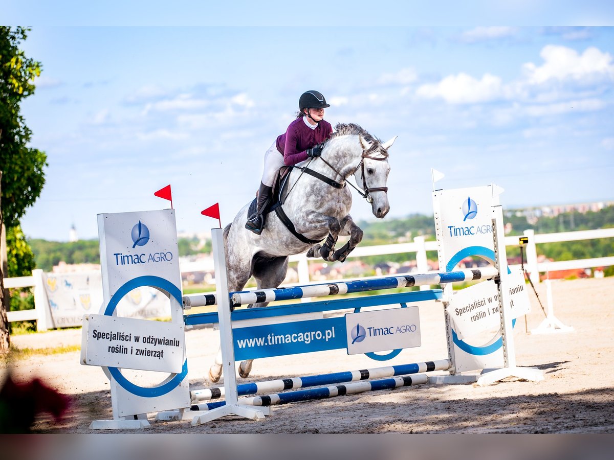 Polish Halfbred Gelding 5 years 16,1 hh Gray in NYSA