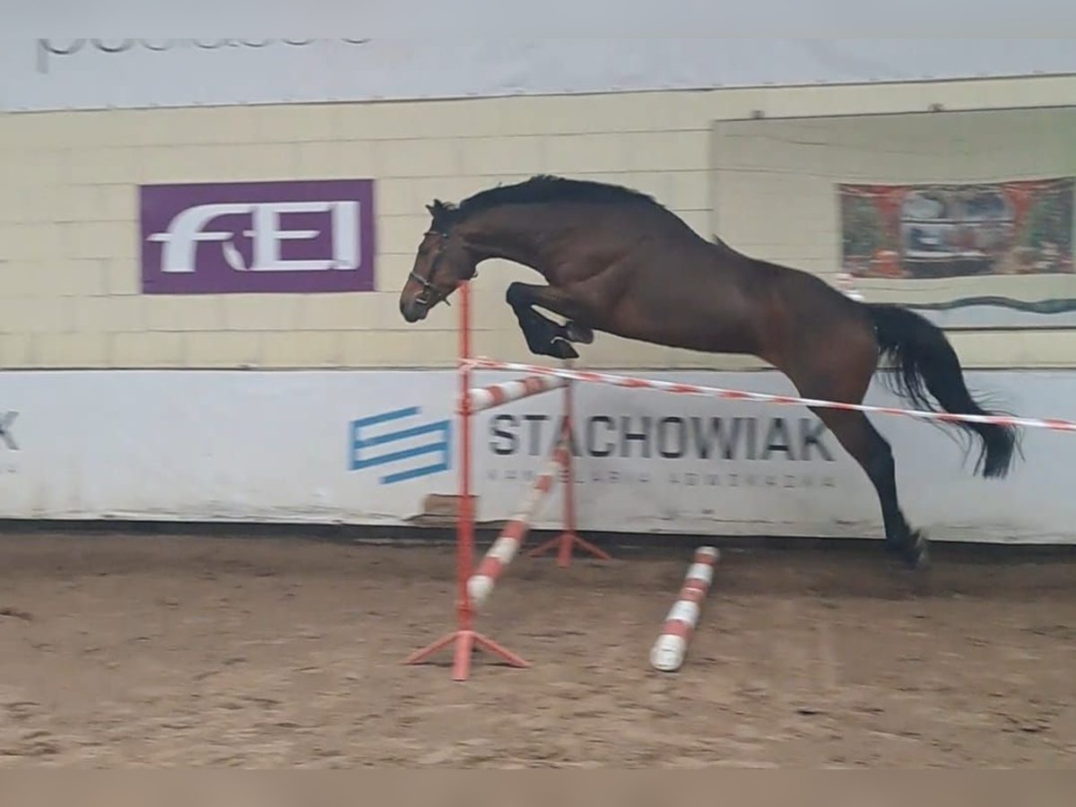 Polish Halfbred Gelding 5 years 16 hh Brown in Rogo&#x17A;no