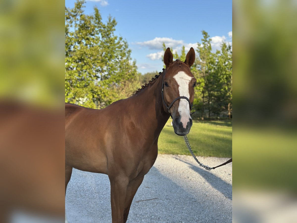 Polish Halfbred Gelding 5 years 16,1 hh Chestnut-Red in Grzegorzewice