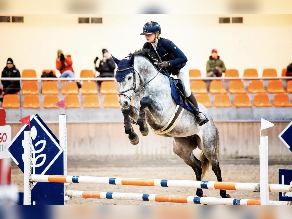 Polish Halfbred Gelding 5 years Grey in Gdynia