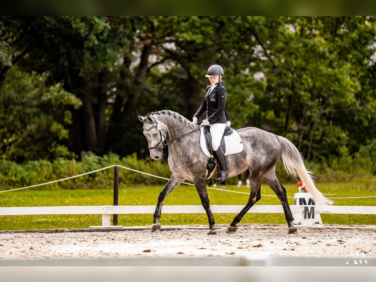 Polish Halfbred Gelding 6 years 16,1 hh Gray in Zaręby