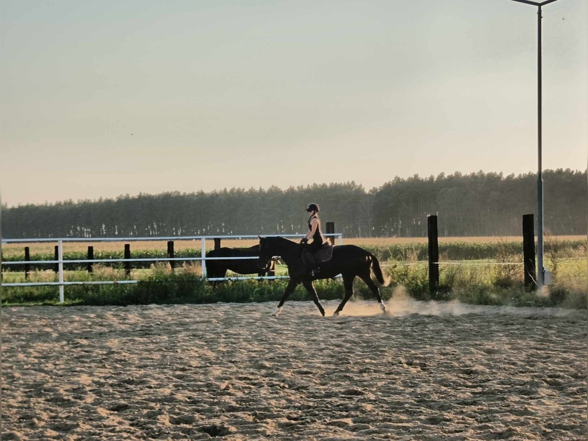 Polish Halfbred Gelding 6 years 16 hh Black in Lasocice
