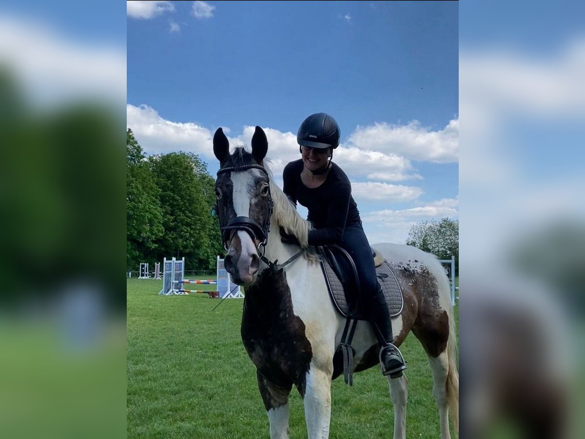 Polish Halfbred Mix Gelding 6 years 16 hh Pinto in Schwaigern