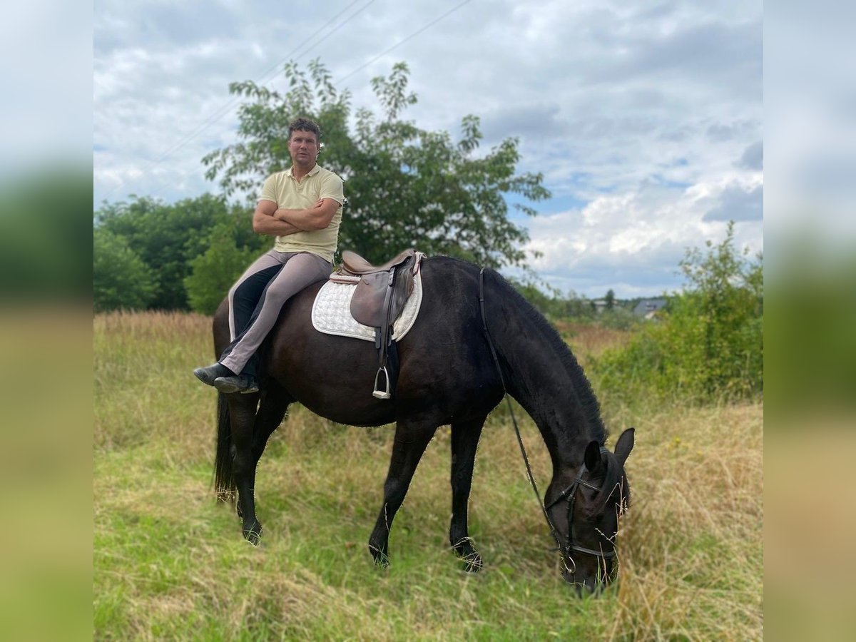 Polish Halfbred Gelding 6 years 16,3 hh Black in G&#xF6;rlitz