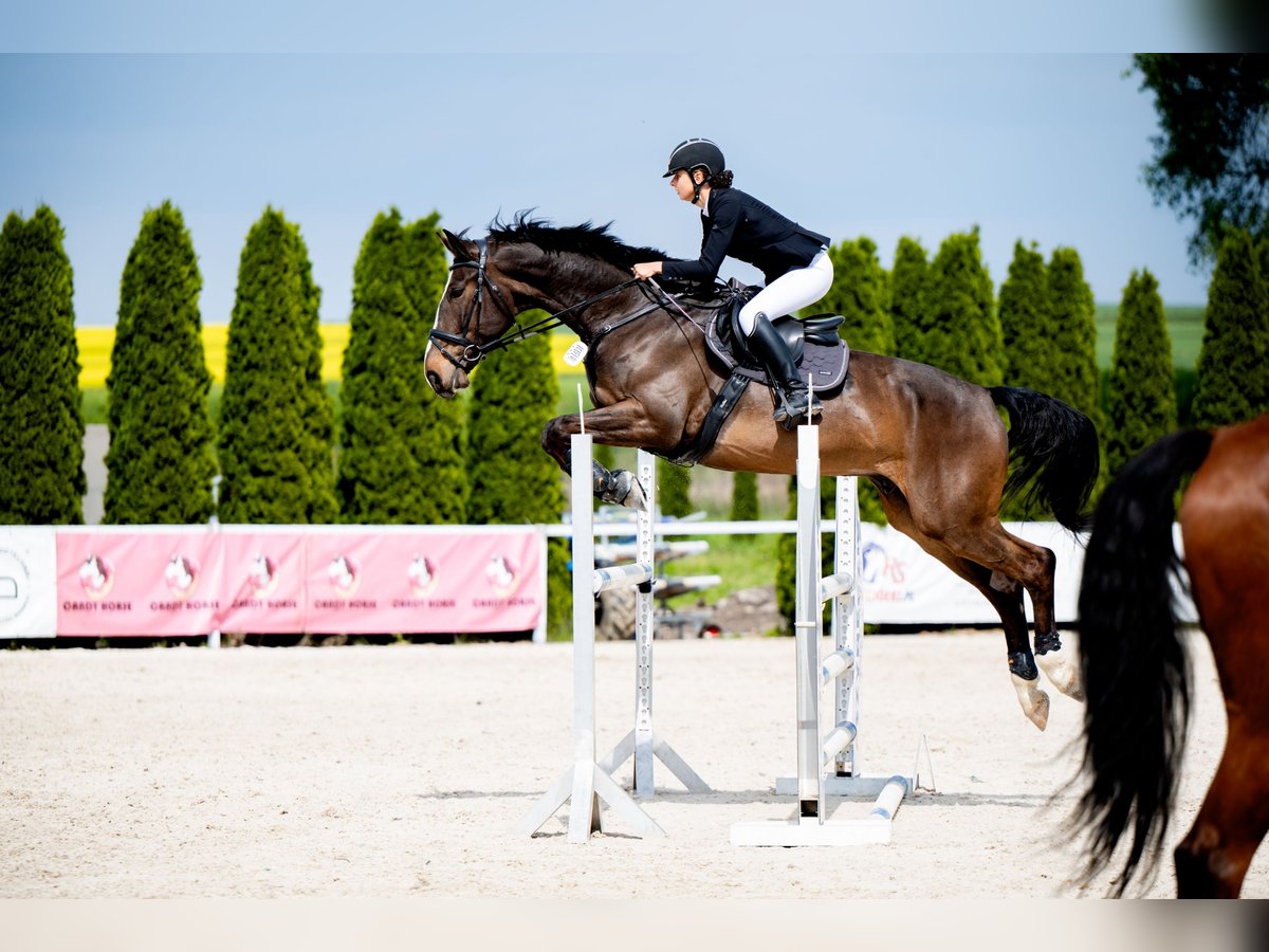 Polish Halfbred Gelding 6 years 17,2 hh Bay in Żywiec
