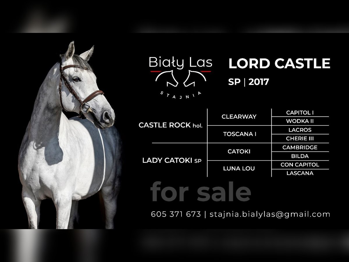 Polish Halfbred Gelding 7 years 16,1 hh Gray in Żarów