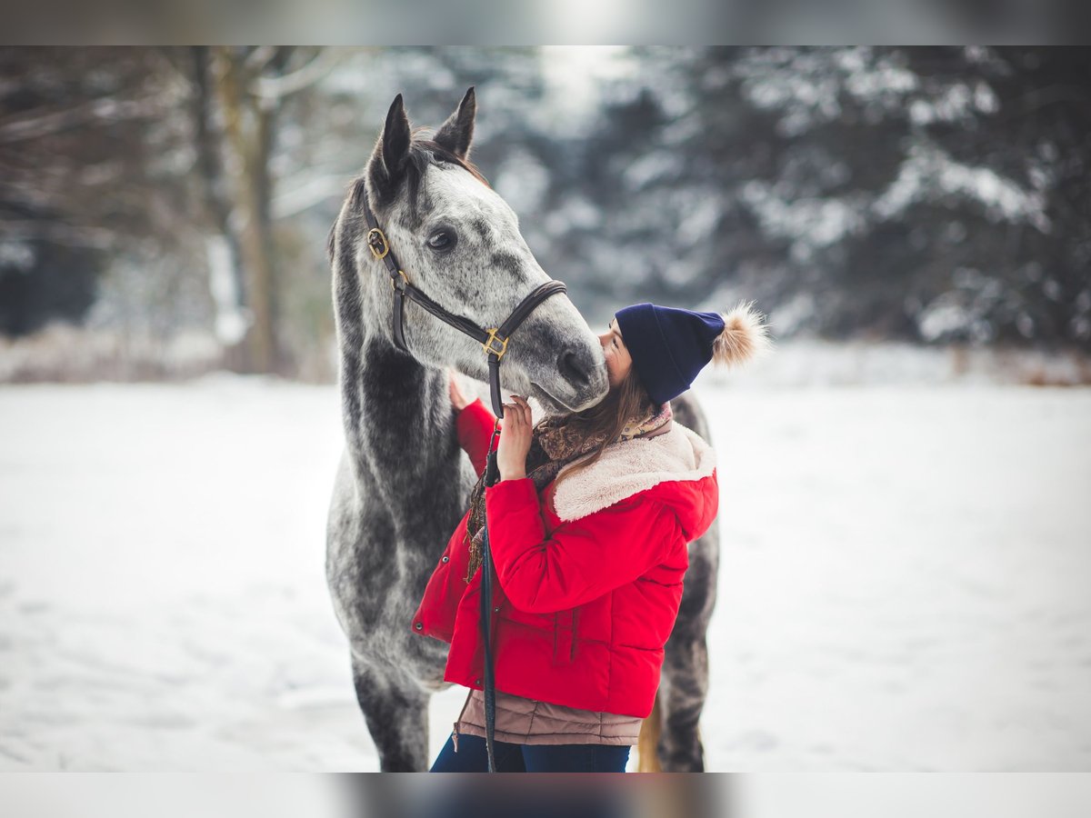 Polish Halfbred Gelding 7 years 16,3 hh Gray in Dobrzeń Wielki