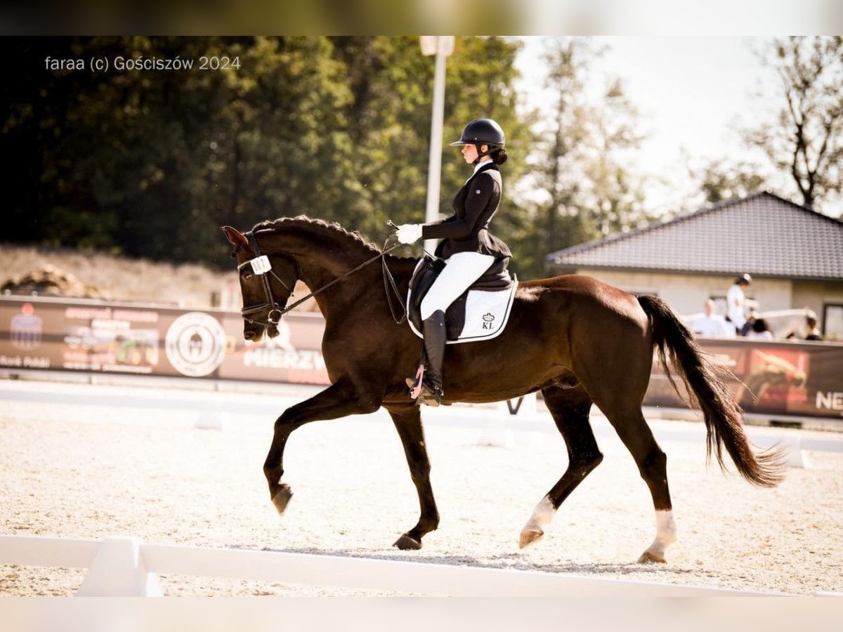 Polish Halfbred Gelding 7 years 17 hh Chestnut in Rybnica