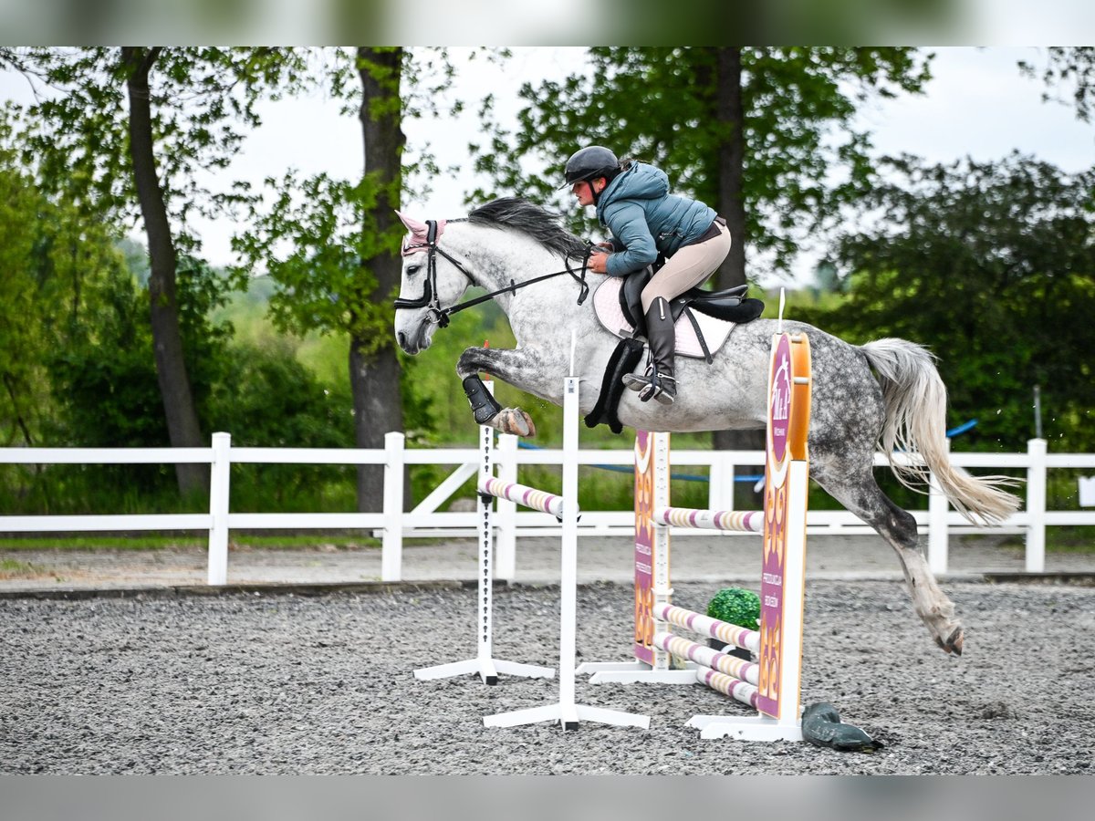 Polish Halfbred Gelding 7 years Gray-Dapple in Dąbrowa Górnicza Polish Halfbred Gelding 7 years Gray-Dapple in Dąbrowa Górnicza