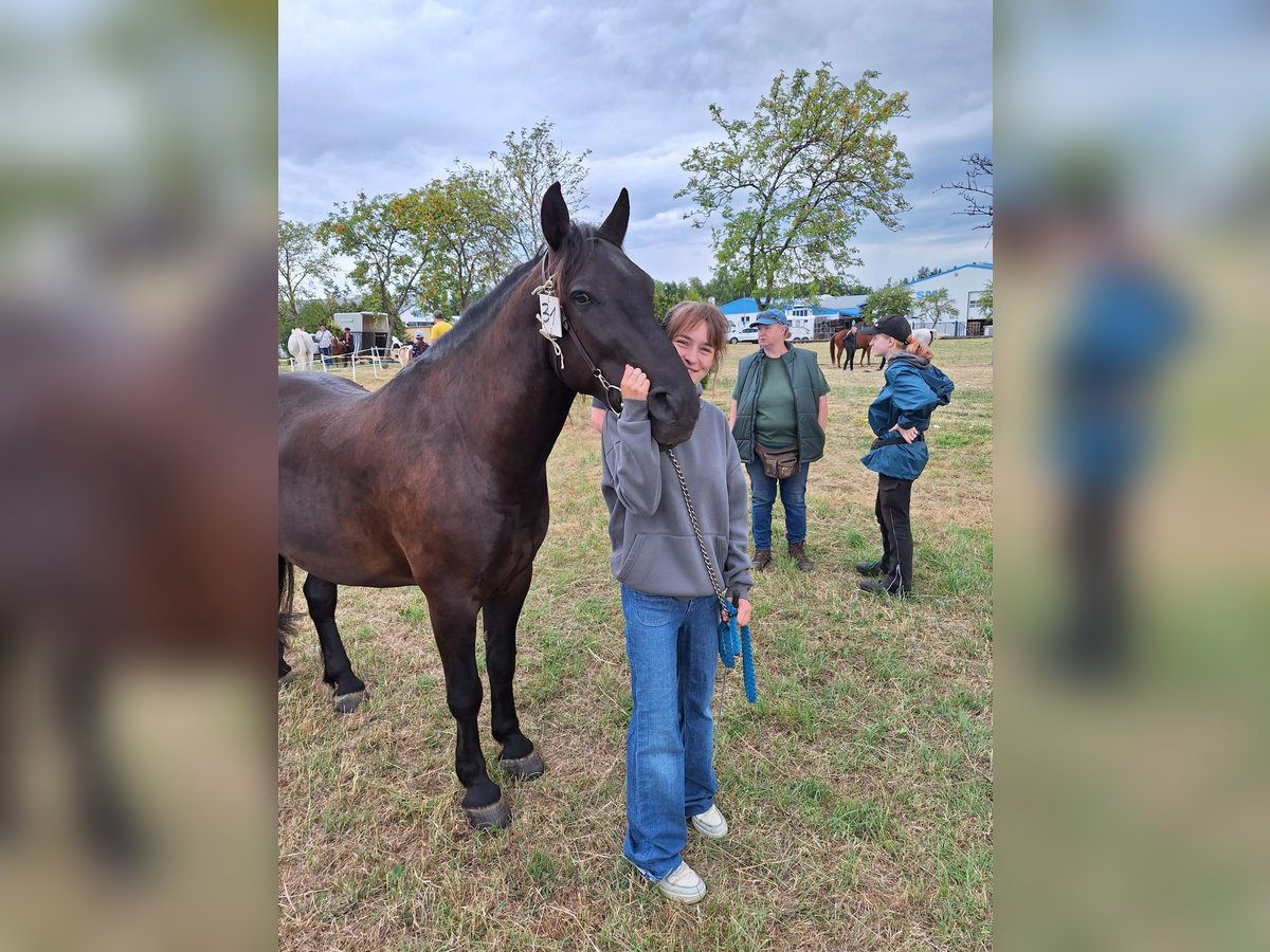 Polish Halfbred Gelding 8 years 14,2 hh Black in Niederbrombach
