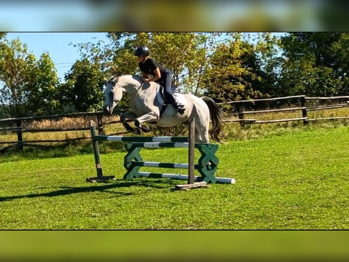 Polish Halfbred Gelding 8 years 15,2 hh Grey in Leszno Dolne