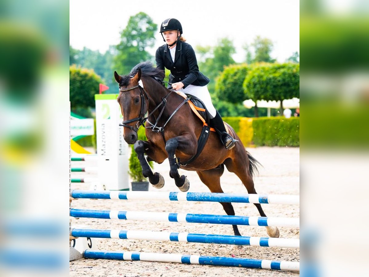 Polish Halfbred Gelding 8 years 16 hh Bay in Pruszków