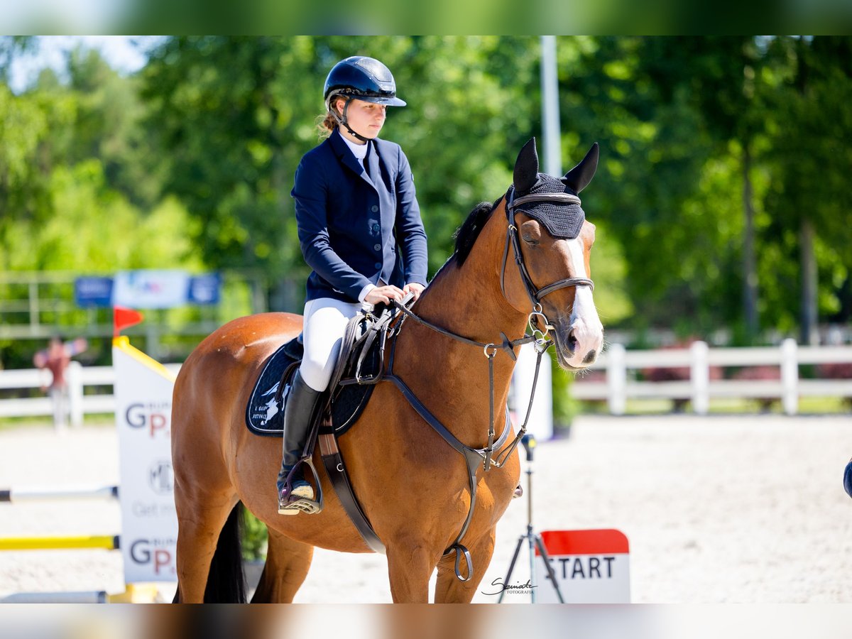 Polish Halfbred Gelding 8 years 17 hh Brown in Radom