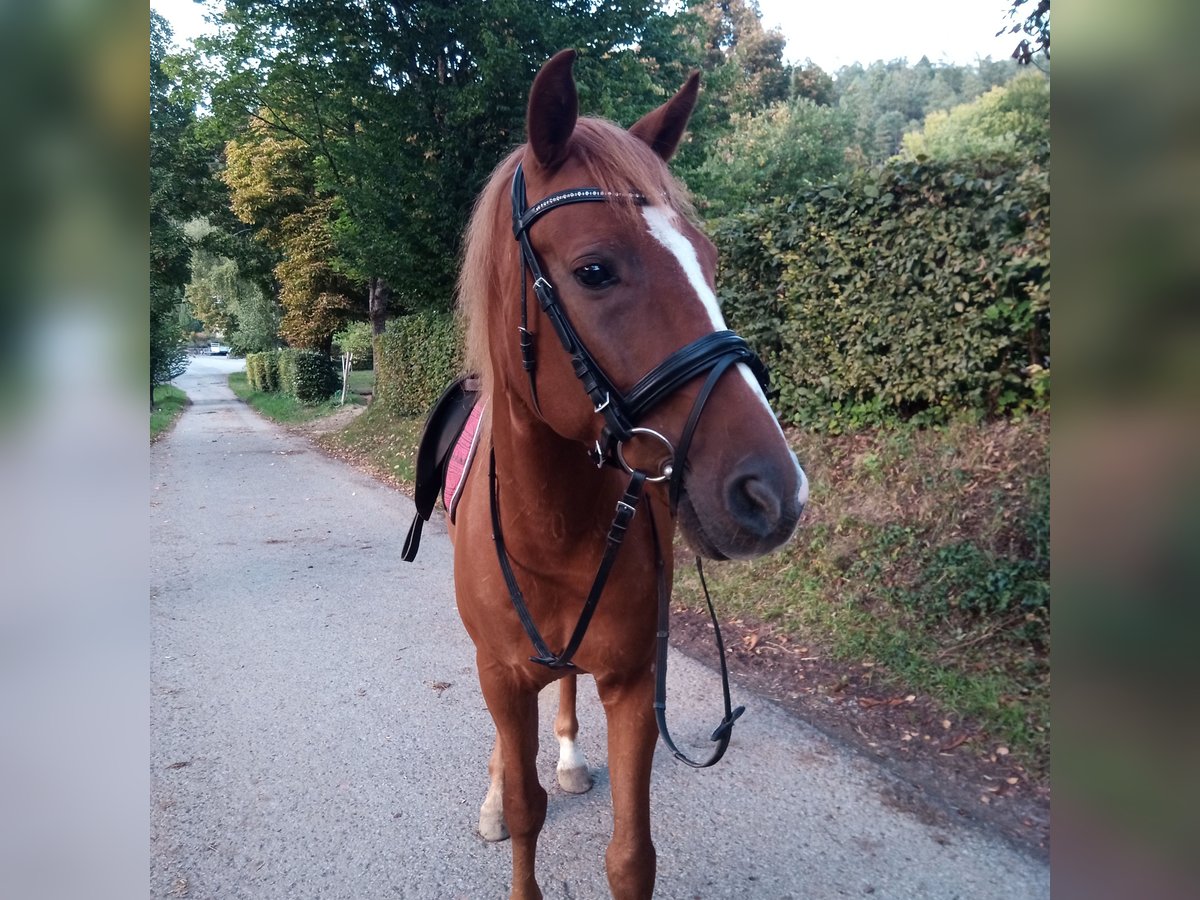 Polish Halfbred Gelding 9 years 14,3 hh Chestnut-Red in Nagold