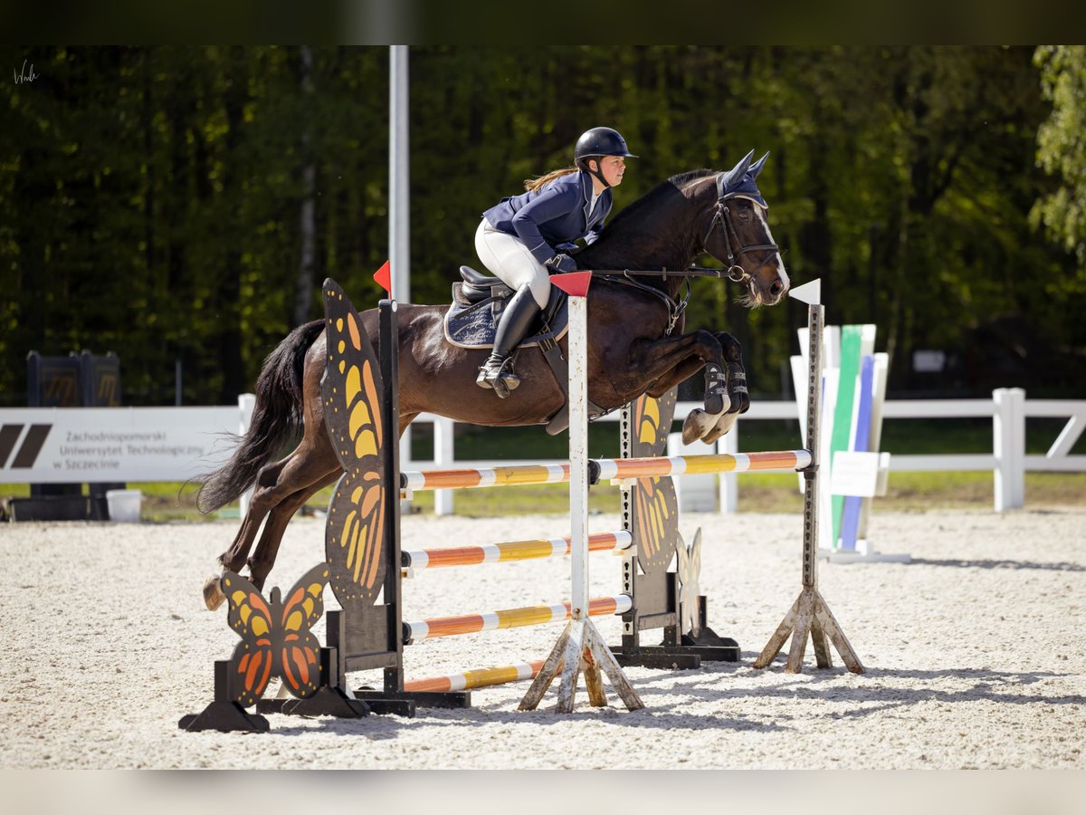Polish Halfbred Gelding 9 years 16,2 hh Smoky-Black in Stargard