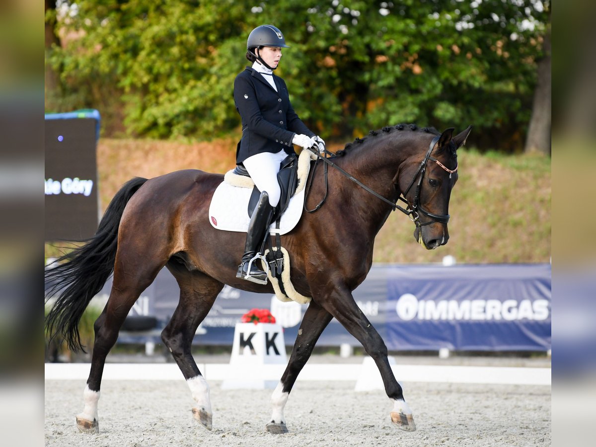 Polish Halfbred Gelding 9 years 17 hh Smoky-Black in Świętoszowice