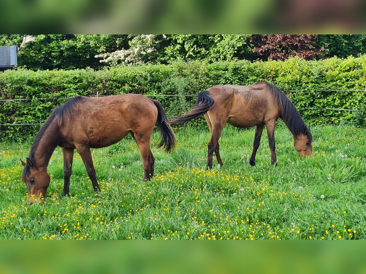 Polish Halfbred Mare 10 years 15,1 hh Brown in Hamm