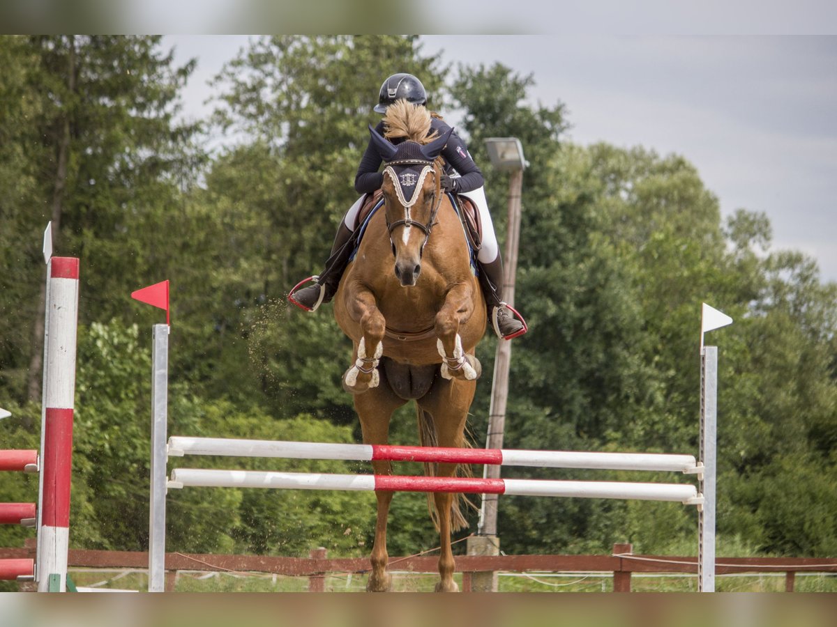 Polish Halfbred Mare 10 years 16,1 hh Chestnut-Red in Frombork