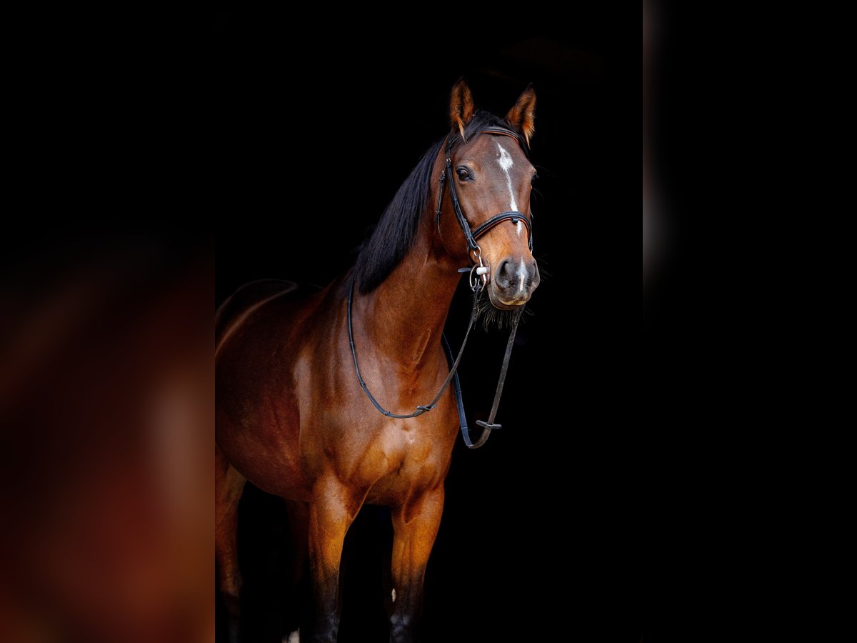 Polish Halfbred Mare 10 years 16 hh Bay-Dark in Zakrzów