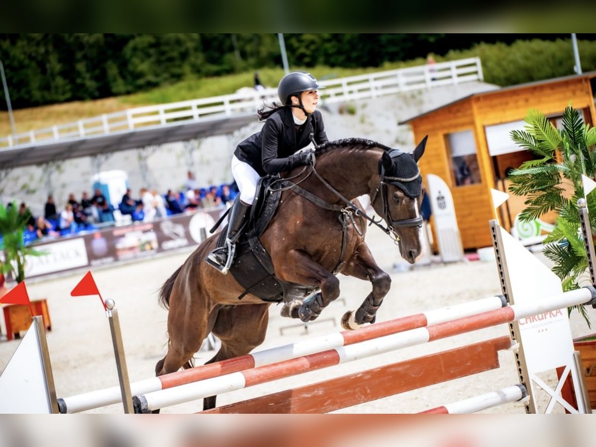 Polish Halfbred Mare 10 years 16 hh Smoky-Black in Ga&#x142;&#xF3;w