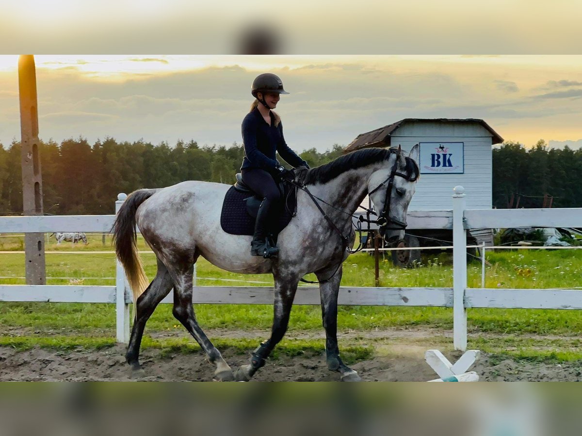 Polish Halfbred Mare 10 years 17 hh Gray in Miłomłyn