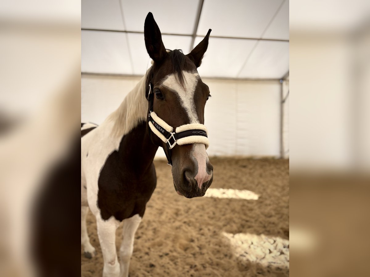Polish Halfbred Mare 10 years 17,1 hh Pinto in Trzecian&#xF3;w-Osiedle