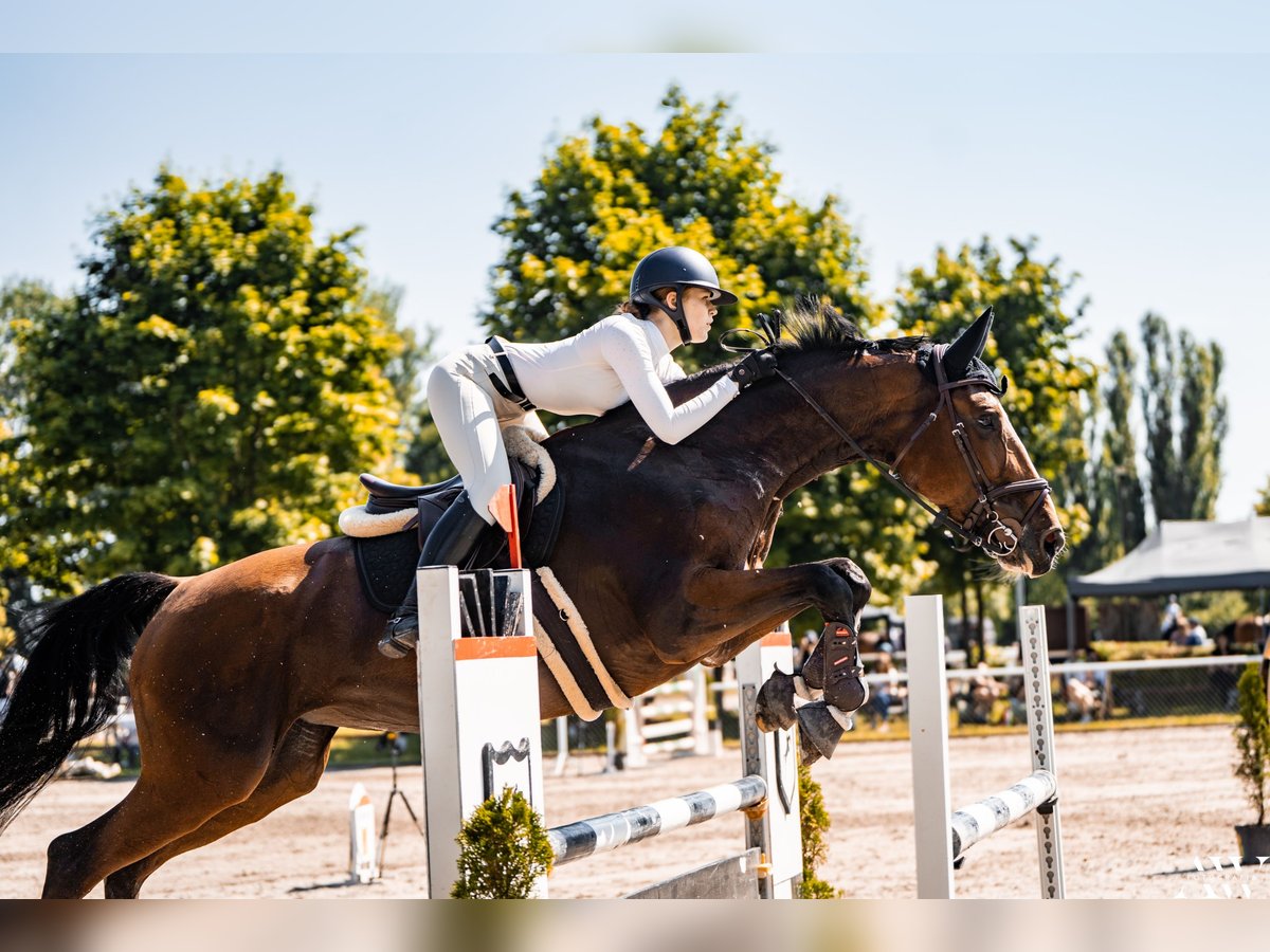 Polish Halfbred Mare 11 years 16,2 hh Bay in Piaseczno