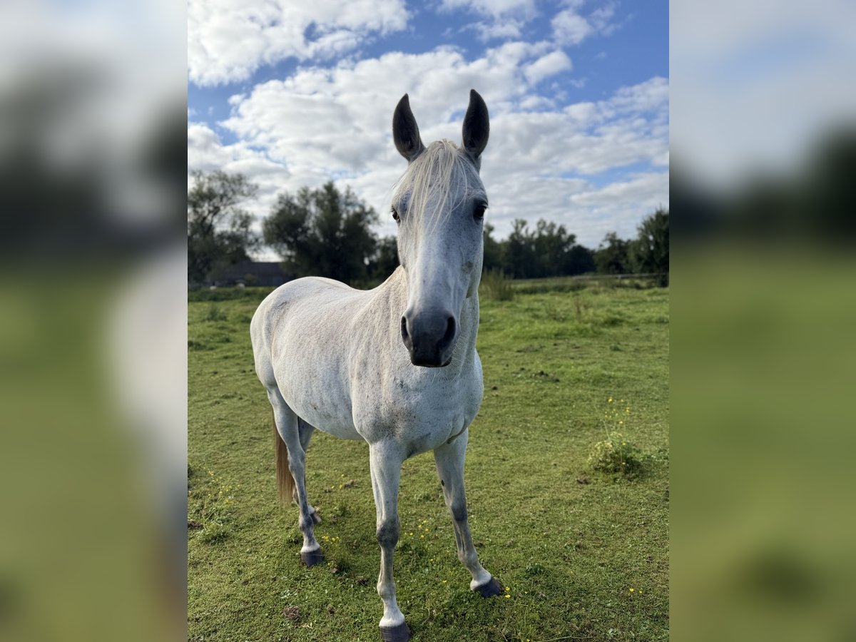 Polish Halfbred Mix Mare 12 years 14,3 hh Grey-Fleabitten in Zinndorf