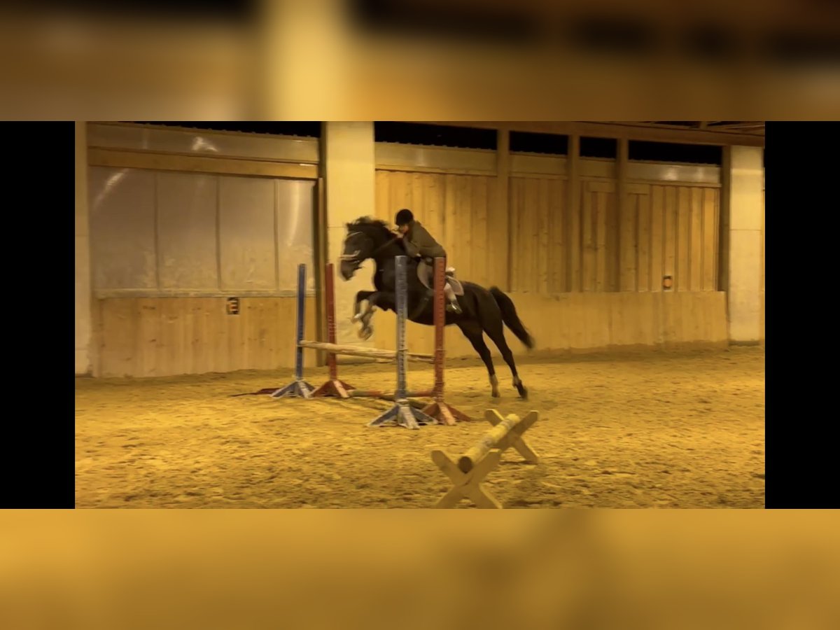 Polish Halfbred Mare 12 years 15,3 hh in Passail