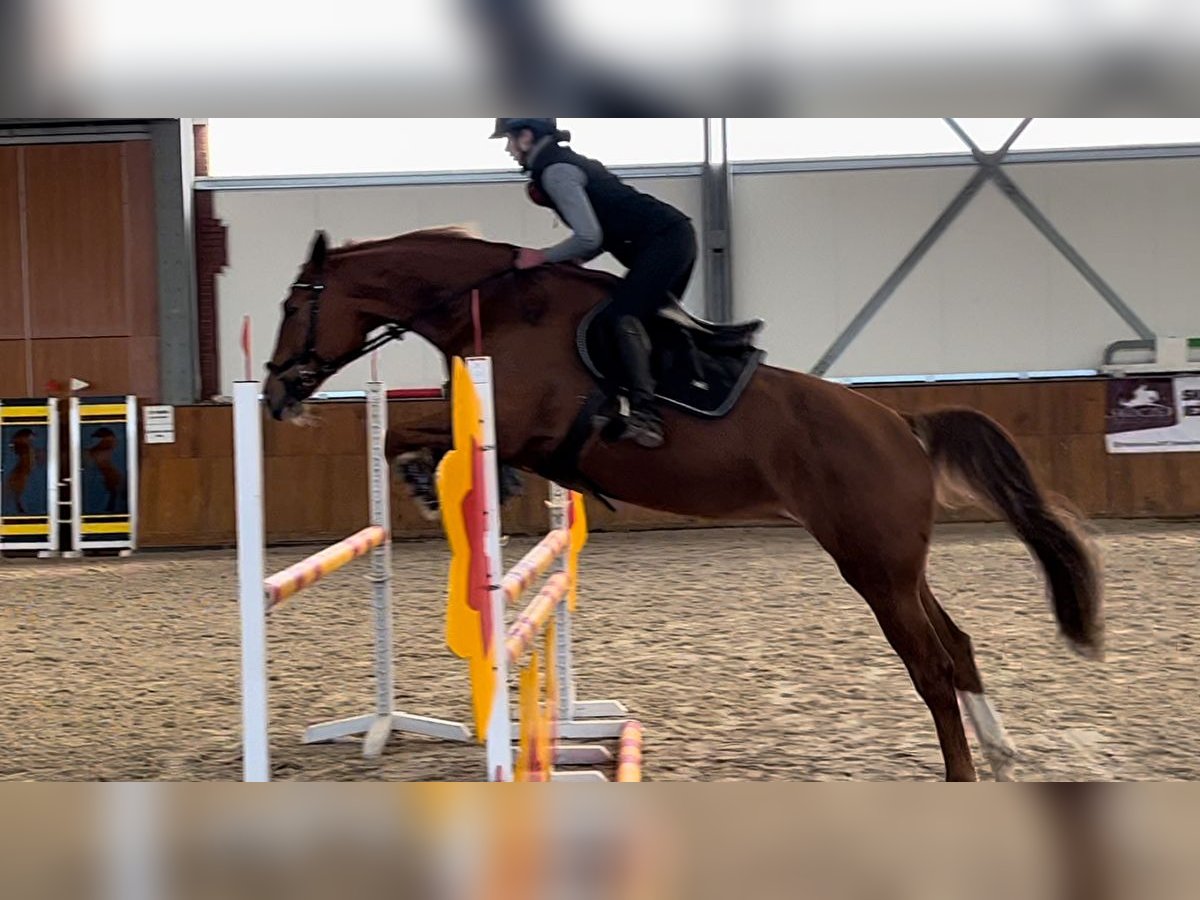 Polish Halfbred Mare 12 years 16,2 hh Chestnut-Red in Zakrzow